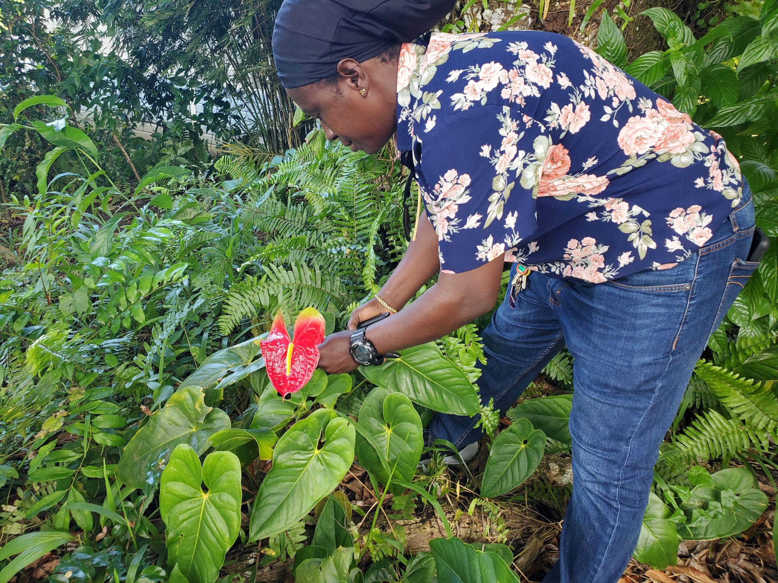 Karen foraging for anthuriums